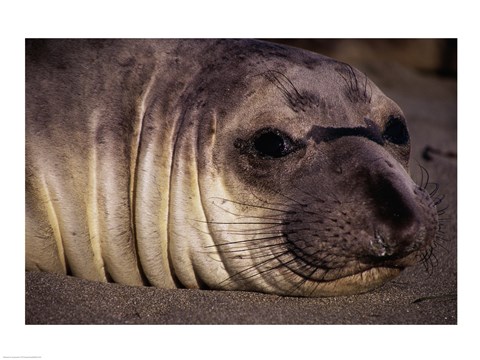 Framed Seal - close Print