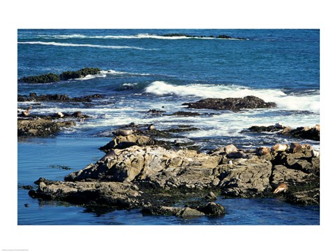 Framed Seals on rocks at the coast, California, USA Print