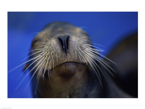 Framed Close-up of a California Sea Lion swimming in water Print
