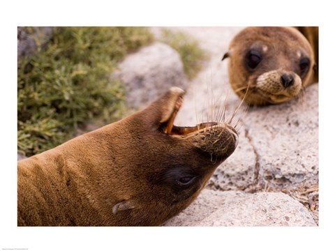 Framed Close-up of two Sea Lions relaxing on rocks, Ecuador Print