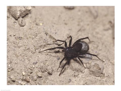 Framed High angle view of a Black Widow Spider Print