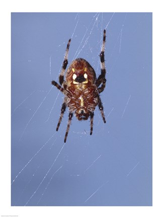 Framed Low angle view of a spider on web Print