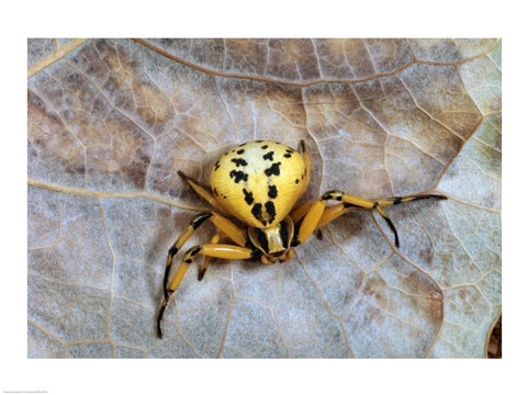 Framed Crab Spider Print