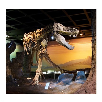 Framed Tyrannosaurus Fossil Reproduction Print