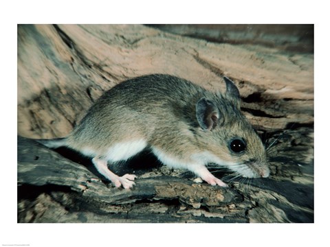 Framed White-footed Mouse Print
