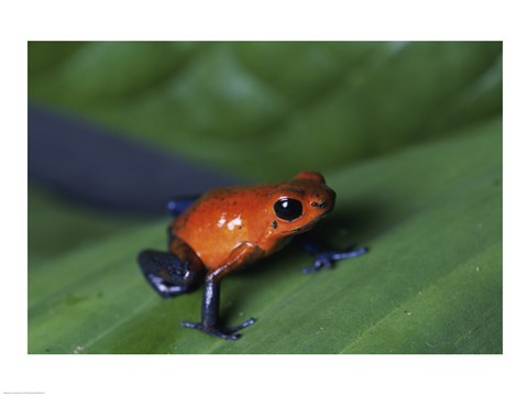 Framed Strawberry Poison Dart Frog Print