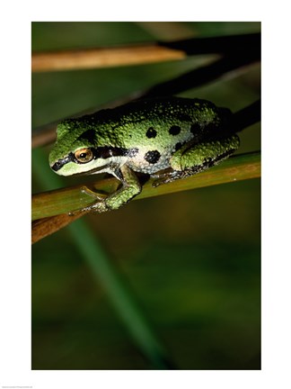 Framed Pacific Tree Frog Print