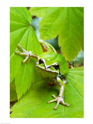 Framed Close-up of a Green Tree Frog on a leaf Print