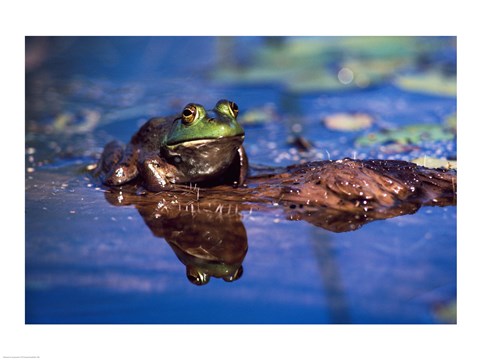 Framed Bullfrog Print