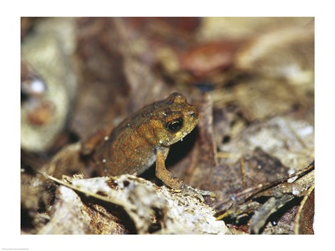 Framed Close-up of a toad on the ground Print