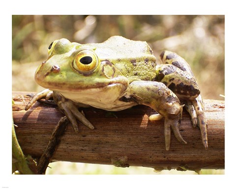 Framed Frog on Bough Print