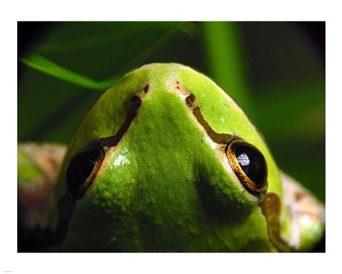 Framed Tree Frog Print