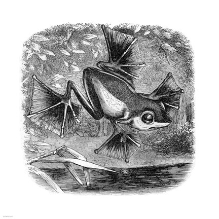 Framed Wallace Frog Print