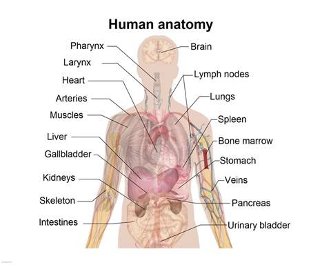 Framed Man shadow anatomy Print