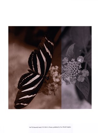 Framed Butterfly Study IV Print