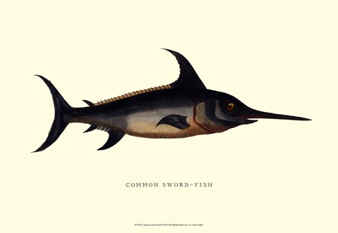 Framed Common Sword-Fish Print