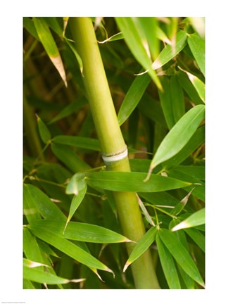 Framed Close-up of a bamboo shoot with bamboo leaves Print