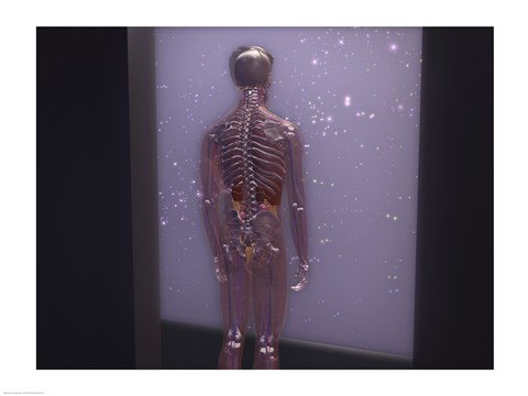 Framed Rear view of a human skeleton Print