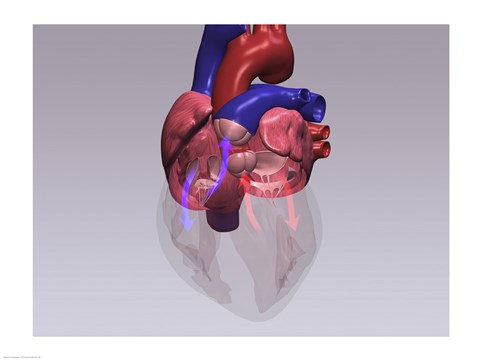 Framed Close-up of a human heart with flow model Print