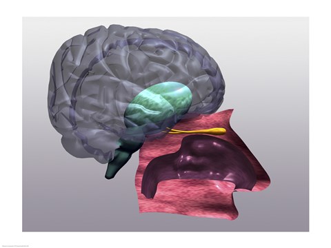 Framed Close-up of a human olfactory system Side View Print