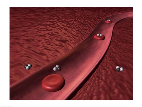 Framed Close-up of red blood cells Print