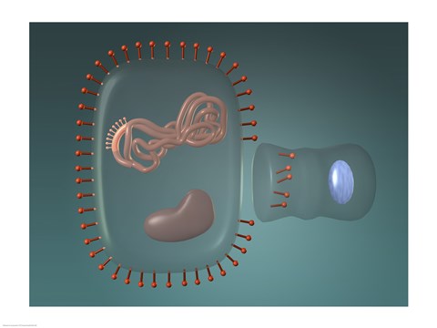 Framed Close-up of antigens produced in the human cell Print