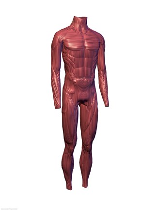 Framed Close-up of human muscles Print