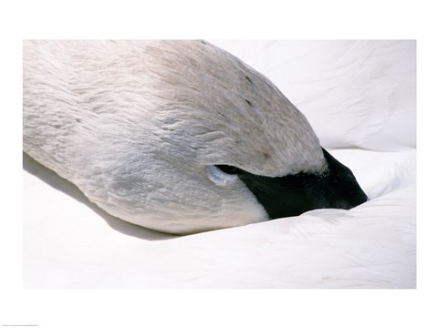 Framed Close-up of Trumpeter Swan (Cygnus buccinator) Print