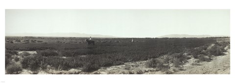 Framed Alfalfa fields, Pre City Las Vegas, Nevada Print