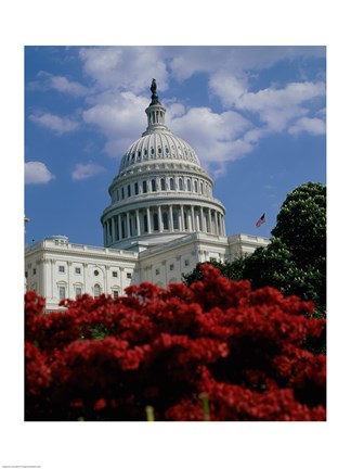 Framed Flowering plants in front of the Capitol Building, Washington, D.C., USA Print