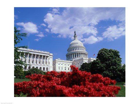 Framed Flowering plants in front of the Capitol Building, Washington, D.C., USA Print