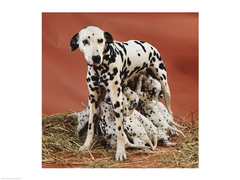 Framed Dalmatians Print