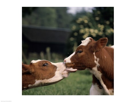 Framed Cow Kiss Print