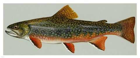 Framed Brook trout Print