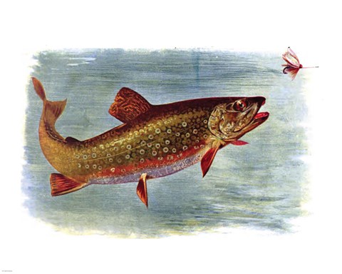 Framed Brook Trout American Fishes Print