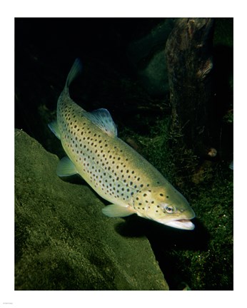 Framed Brown Trout Underwater Print