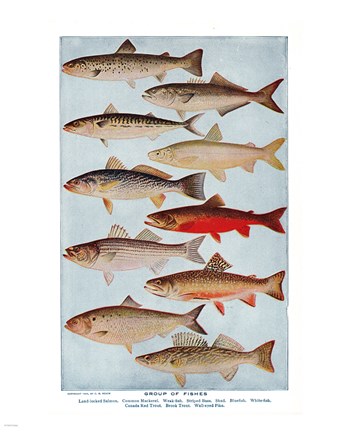 Framed Group of Fishes Print