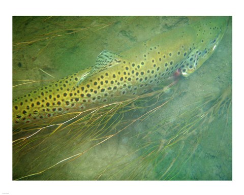 Framed Madison River Brown Trout Print