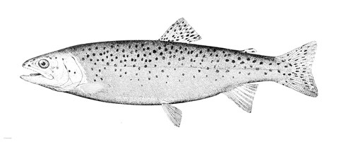 Framed Rainbow Trout - B&amp;W Print