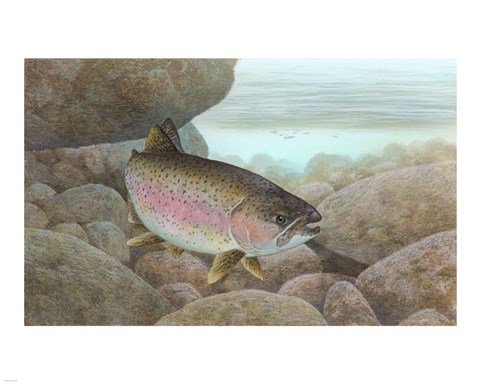 Framed Rainbow trout - swimming Print