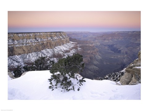 Framed High angle view of a tree on a snow covered mountain, South Rim, Grand Canyon National Park, Arizona, USA Print