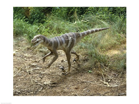 Framed High angle view of a dromaeosaurus walking in a forest Print