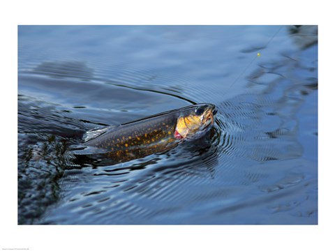 Framed Close-up of a Brook trout (Salvelinus fontinalis) on a fishing line Print