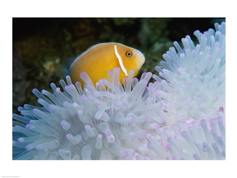 Framed Clown Fish, Nananu-I-Ra Island, Fiji Print