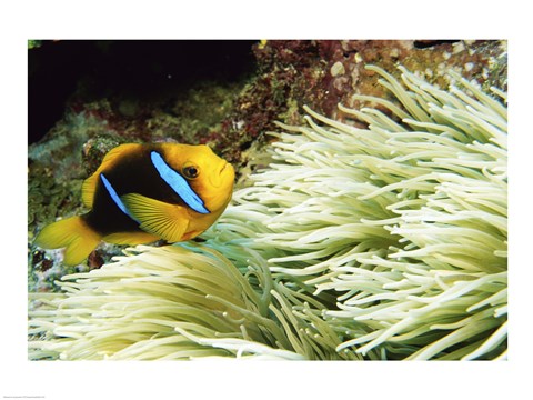 Framed Close-up of a Two-banded Clown fish swimming underwater, Nananu-I-Ra Island, Fiji Print