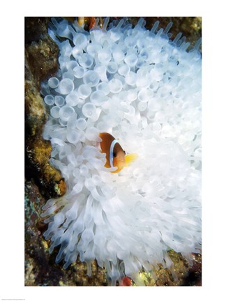 Framed High angle view of a clown fish hiding in a sea anemone, Nananu-i-Ra island, Fiji Print