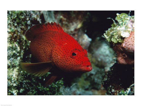 Framed Close-up of a coney fish swimming underwater, Cozumel, Mexico Print