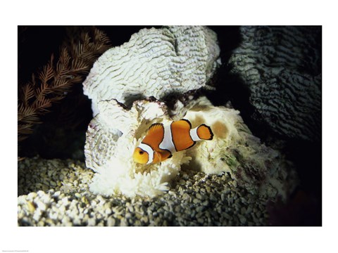 Framed Clown Fish and an Anemone Print