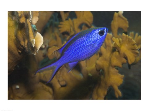 Framed Blue Chromis Fish Print