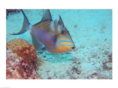 Framed Queen Triggerfish Print